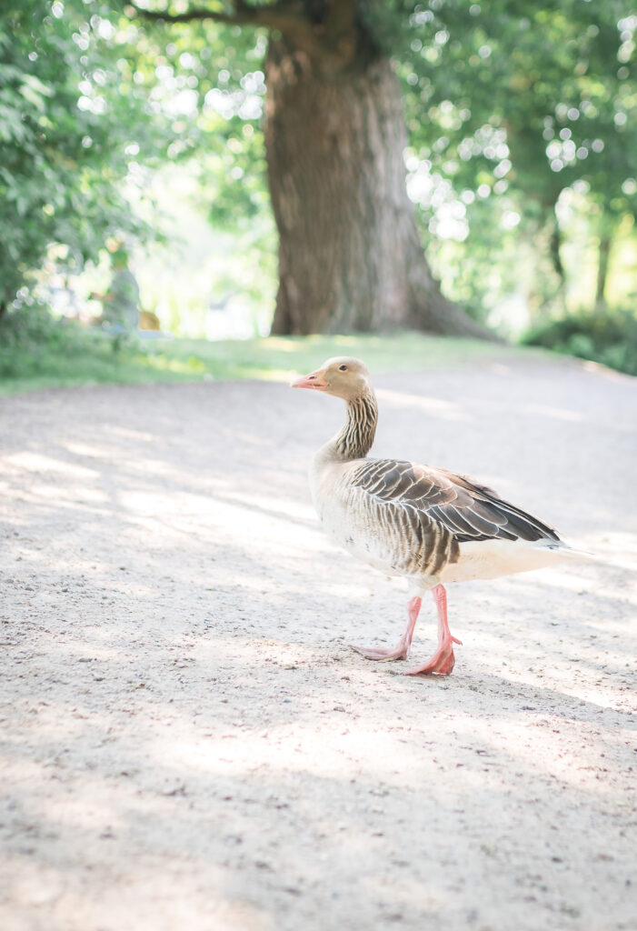 Sabrina Tilly Fotografie - Hamburg